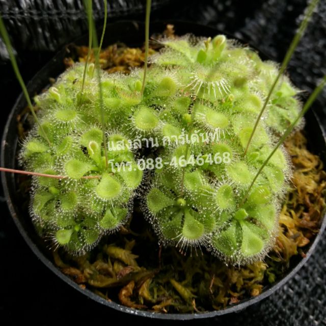 ต้นหยาดน้ำค้าง  Drosera binata พืชกินแมลง #ไม้หายาก