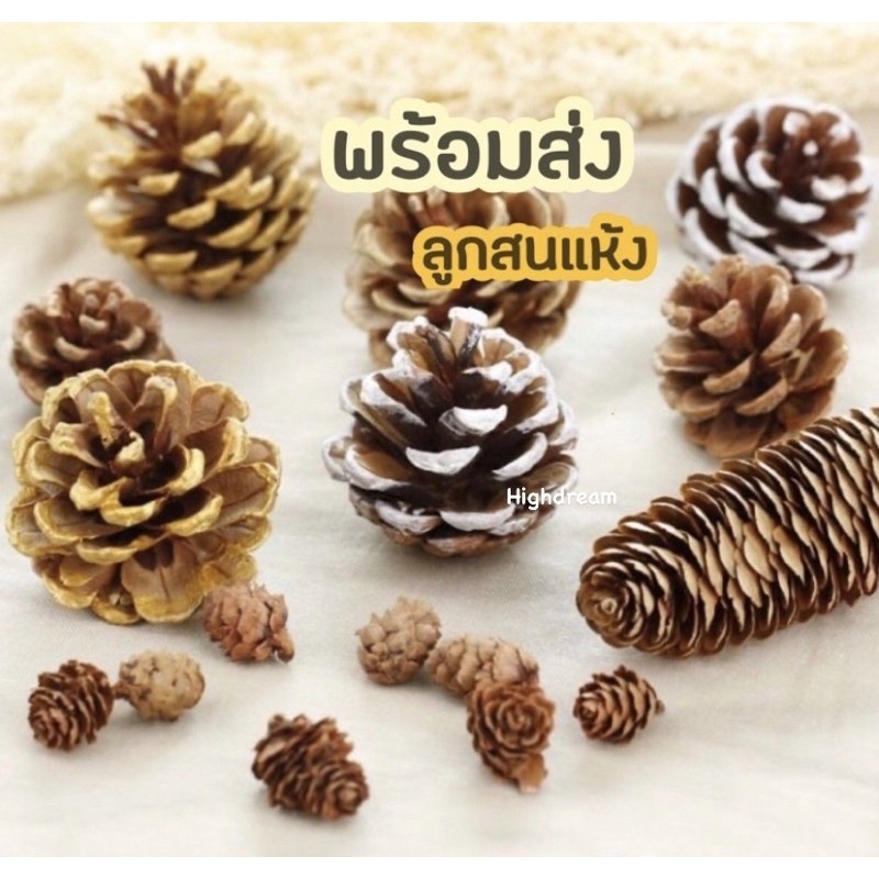 พร้อมส่ง❤️ ลูกสน pinecorn พร๊อพถ่ายรูป ลูกสนหิมะ  พร๊อพตกแต่ง วอลนัท อุปกรณ์ประกอบการถ่ายสินค้า