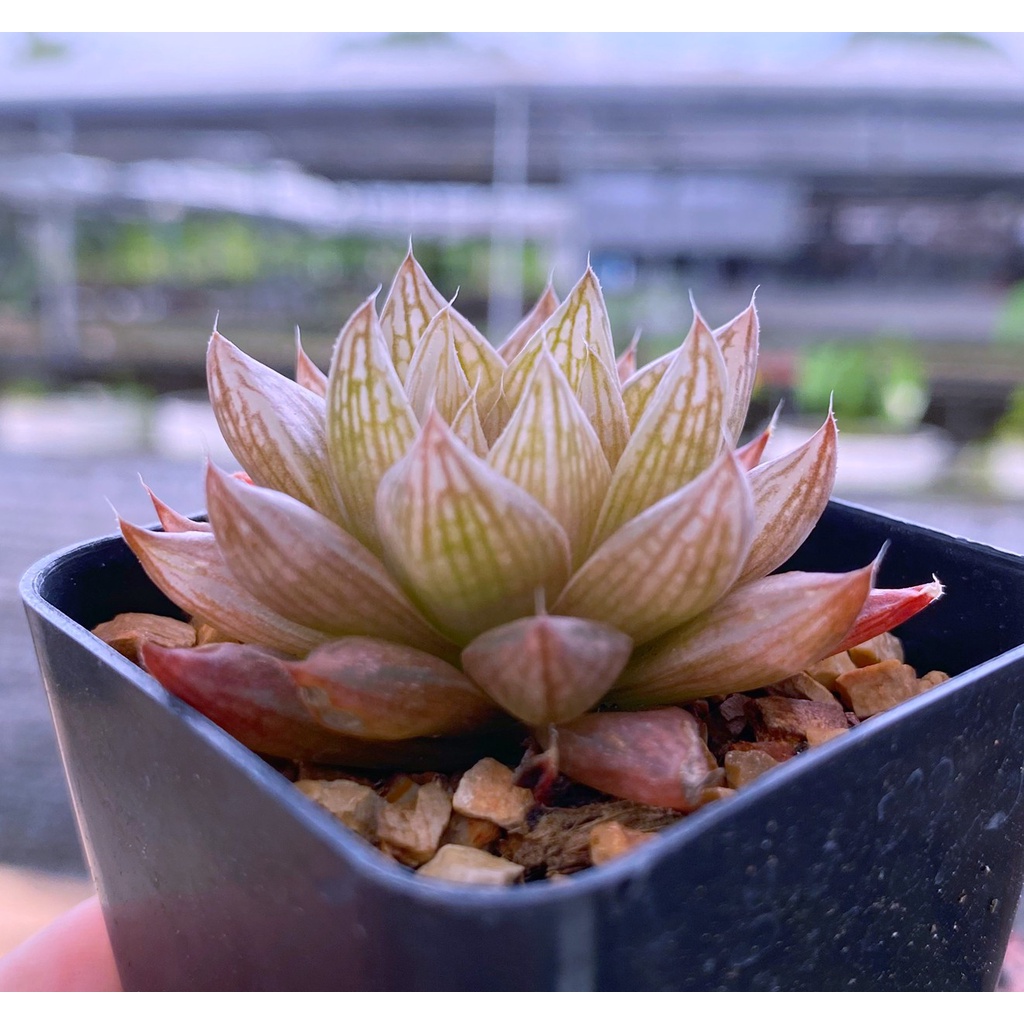 H.oculata ‘AN-054’ อ๊อกคลูเลต้า A054