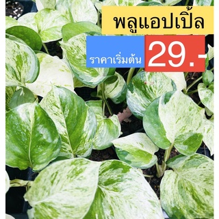 พลูแอปเปิ้ล(3-4ใบ) Epipremnum aureum ต้นไม้ฟอกอากาศ ไม้ด่าง