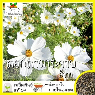 เมล็ดพันธุ์ ชุดดอกดาวกระจาย ดอกคอสมอส ปลูกง่าย ทนร้อนโตไว พร้อมส่ง ดาวกระจายเซนเซชั่น/สีขาว/พิโคที/สีแดง/สีชมพู/สีเหลือง