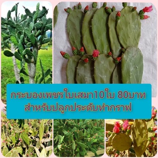 กระบองเพชรใบเสมา 10ใบ80บาท