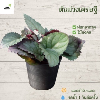 ต้นม่วงเศรษฐี พร้อมกระถางดำ 3 นิ้ว หรือต้นดาดตะกั่ว ดอกสีขาว ไม้มงคล ที่น่าสนใจ เป็น ต้นไม้มงคล สวยงามชื่อดี