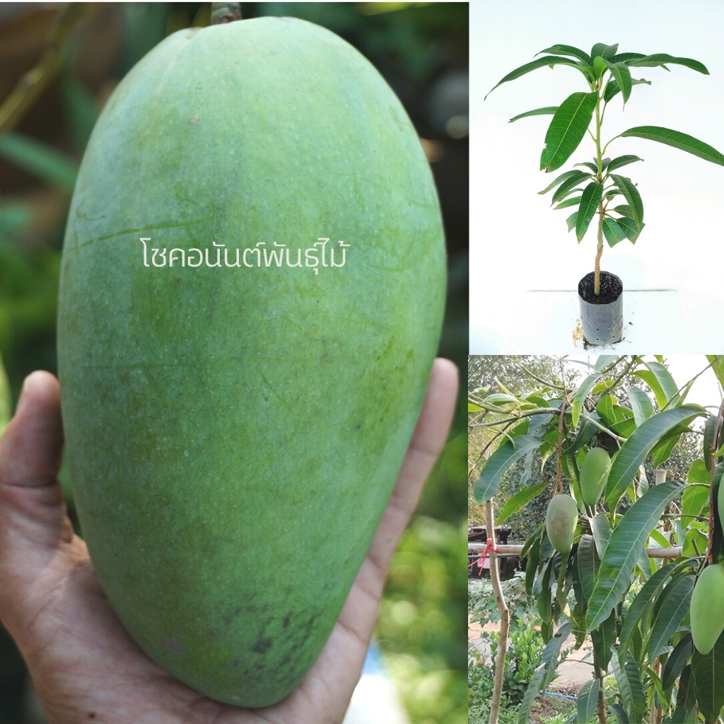 ต้นมะม่วงเขียวใหญ่มัน🥭80 - 100 cm เสียบยอด รสขาติ ดิบแก่หวานมัน มะม่วงลูกใหญ่ 1 ลูก 7 ขีด