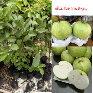 🍇ต้นฝรั่งหวานพิรุณ ฝรั่งสายพันธุ์ดีเป็นที่นิยมในท้องตลาด