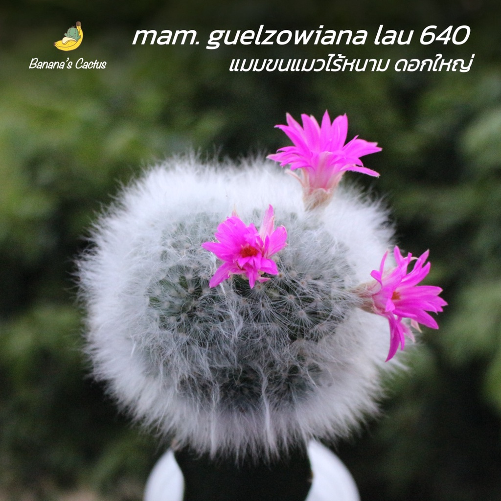 แมมลูกแมวไร้หนาม ดอกใหญ่ (mammillaria guelzowiana lau 640) ไม้กราฟ (แมมมิลลาเลีย กูเซียน่า)