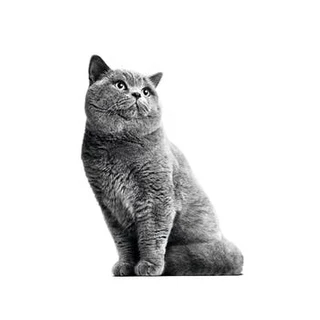 **ราคาถูก ทุกสูตร** Royal Canin cat 400g. อาหารแมว 400g. อาหารแมวถุงเล็ก 0.4kg.