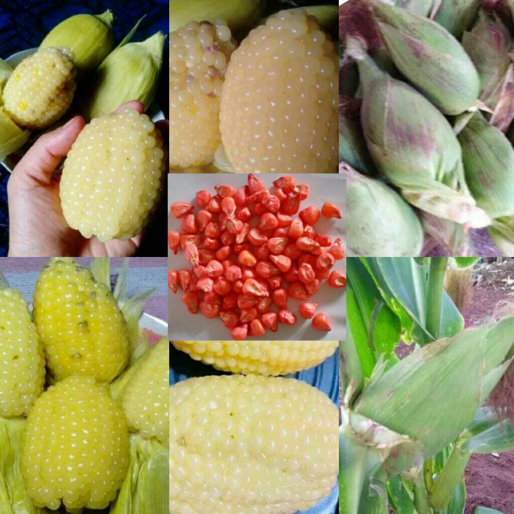 150 เม็ด/ซอง (ซื้อ 3 ซอง แถม1) เมล็ดพันธุ์ข้าวโพดแคระเหนียวนุ่มหนึบหวานอร่อยมาก