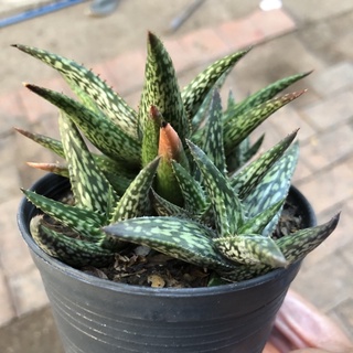 aloe somaliensis ฟอร์ม กอ ในกระถาง 4 นิ้ว