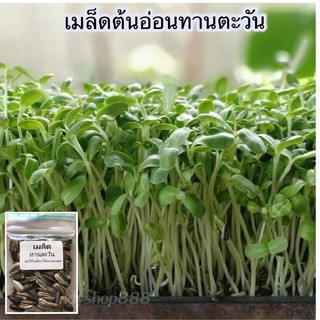 เมล็ดพันธุ์ เมล็ดต้นอ่อน ทานตะวัน [10 แถม 1 คละได้]