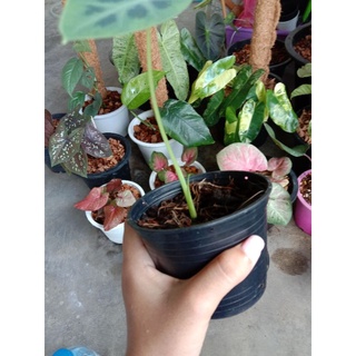 colocasia Affinis 💚🍀