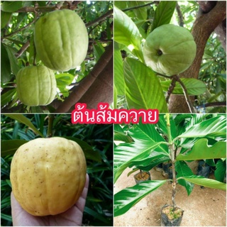 ชุด2ต้น ส้มควายเสียบยอด2ปีติดผล