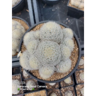 Mammillaria plumosa(ขนนกขาว ฟอร์มกอ)