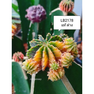 LB2178 แท้ ด่าง สวยๆ หน่อเด็ดสด cactus