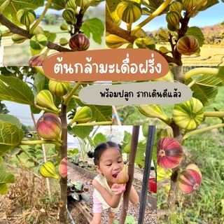 🪴ต้นกล้ามะเดื่อฝรั่ง(fig) พร้อมปลูกลงดิน รากเดินดี ปลูกแล้วได้กินแน่นอน🌱🌱