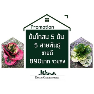 โกสน5ต้น5สายพันธ์890