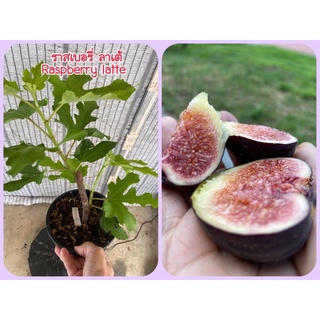 ต้นมะเดื่อฝรั่ง ราสเบอรี่ ลาเต้ ส่งทั้งกระถาง,1 pot of raspberry latte fig tree