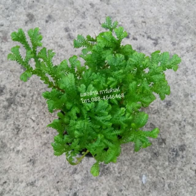 เฟริ์นกนกเลื้อย เเดดรำไร ขนาดกระถาง 3 นิ้ว