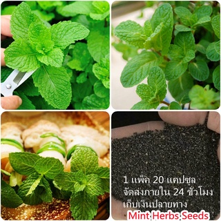 ประเทศไทย พร้อมสต็อก สะระแหน่ Edible Mint Seeds บรรจุ 200เมล็ดพันธุ์ ต้นไม้ประดับ ต้นไม้มงคล ต้นไม้ ต้นไม้ฟอกอากาศ บอนไซ