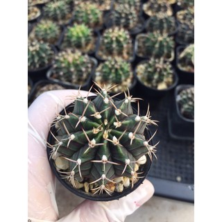 Cactus #แคคตัสราคาถูก# แคคตัสยิมโน เพาะเมล็ดเชื้อด่าง  Gymnocalycium # กระบองเพชร # พืชทนแล้ง # ต้นไม้ทะเลทราย # แคคตัส