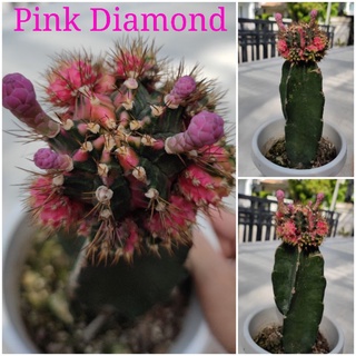 แคคตัสPinkDiamond🌵ต้นจริงจัดตามภาพการขาย💥ไม้กราฟ6เดือน💥ต้นให้หน่อแล้ว กำลังติดดอก ตอตามสภาพ