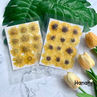 【พร้อมส่ง】ดอกคาเลนดูล่าสีเหลืองทับแห้ง ดอกไม้จริงทับแห้ง ดอกไม้ทับแห้ง Pressed Flowers💐