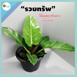 เศรษฐีรวยทรัพย์ เศรษฐีรวยทรัพย์กระถาง11นิ้วต้นสูงจากก้นกระถาง40-45ซ.ม ใบใหญ่สมบูรณ์ใบกว้าง ไม้มงคล เสริมดวง เรียกทรัพย์