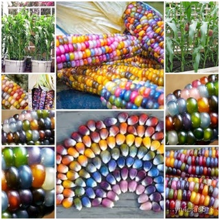 （อัตราการปลูกสูง）เมล็ดข้าวโพดอัญมณี บรรจุ Rainbow Corn Seeds 10 เมล็ด เมล็ดพันธุ์ผัก บอนไซ ต้นไม้จิ๋ว ผักสวนครัว เม็ดพัน