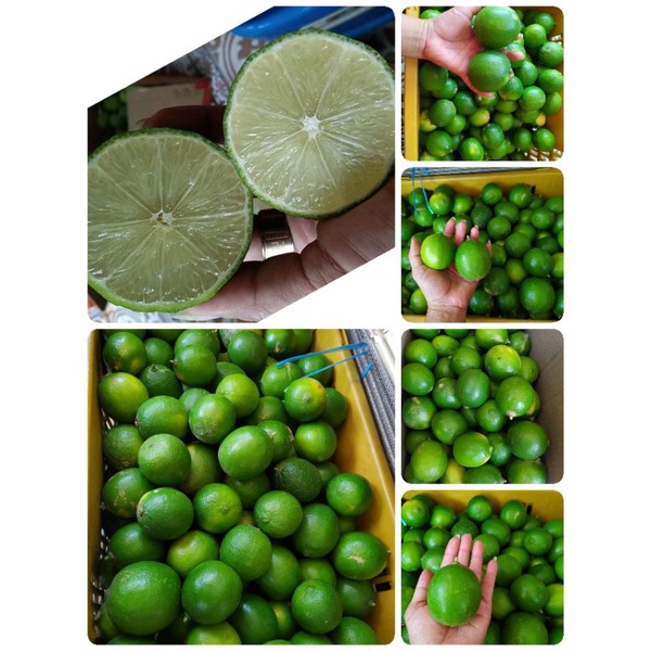 🍋 (ซื้อ 2กิโล แถมฟรีครึ่งกิโล) มะนาวไร้เมล็ด สดใหม่จากต้น ไร้สารเคมี (น้ำหนักรวมกล่อง)