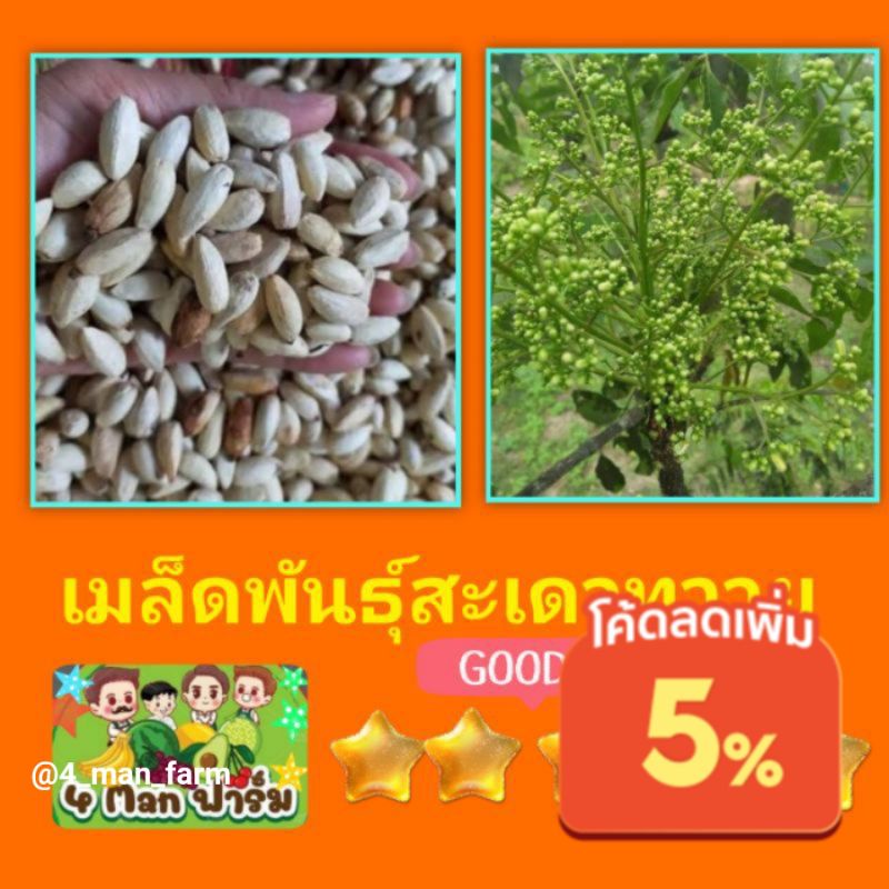 เมล็ดพันธุ์ต้นสะเดา เมล็ดพันธุ์ต้นสะเดาขม เม็ดพันธุ์ต้นสะเดา ชุดละ 200 เม็ด