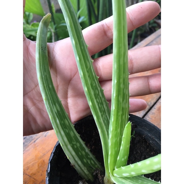 🌵🐊ต้นพันธุ์ว่านหางจระเข้ด่าง (Aloe vera var. variegata)