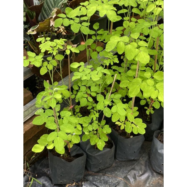 ต้นมะรุม20-30cm/ เพาะเมล็ด