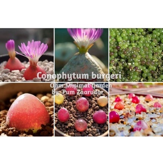 เมล็ด​ Conophytum​ burgeri​ นำเข้า 10 เมล็ด​ 120บาท​ by แม่ปุ้ม