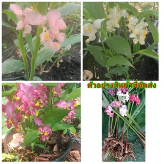 (1ต้น)(ขาย หน่อพันธุ์) ดอก ต้น หน่อ เหง้า โรเซีย สายพันธุ์ ดอกเข้าพรรษา ต้นเข้าพรรษา เข้าพรรษา หงส์เหิน สี ขาว แดง ชมพู