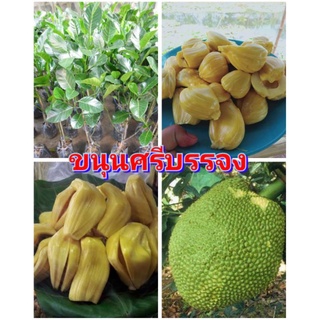 ขนุนศรีบรรจง เนื้อหนา กรอบ หวาน หอม ต้นพันธุ์ทาบกิ่งสูง 40-50 ซม.แข็งแรงพร้อมปลูก รับประกันพันธุ์แท้ 100%