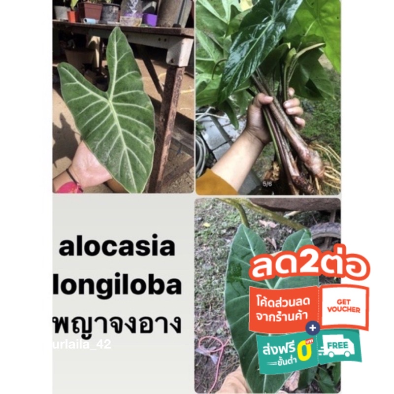 alocasia longilobaถูกที่สุด!!!พญาจงอาง#ต้นพญาจงอางกระดูกเงินทุก (สั่งซื้อขั้นต่ำ 5 หัวน้า😍) ต้นส่งตัดใบ