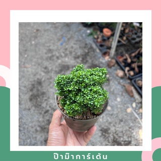 ต้นแก้วแคระใบละเอียด 4-6 นิ้ว