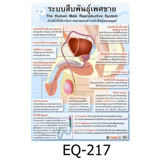 ระบบสืบพันธุ์เพศชาย EQ-217 สื่อโปสเตอร์ภาพ กระดาษ หุ้มพลาสติก