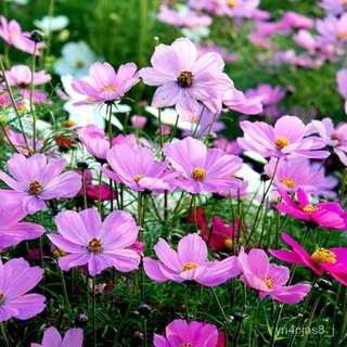 （อัตราการปลูกสูง）เมล็ดพันธุ์ ดาวกระจายคละสี ดอกคอสมอส Mixed Cosmos Flower Seed 200 เมล็ด ราคาถูก ของแท้ 100% บอนสีหายาก