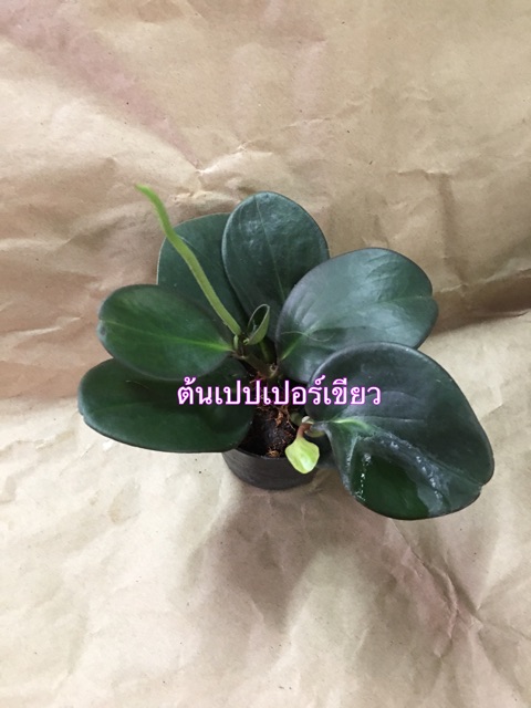 ต้นไม้ประดับ_หลากหลายชนิด - รูปที่ 4