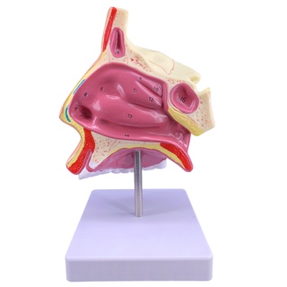 Human Nasal Cavity Anatomy Model / Nose Cavity Structure Medical Educational Teaching Learning Tool 922U