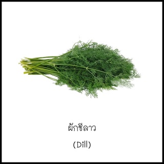 เมล็ดผักชีลาว (Dill) 200 เมล็ด [10 แถม 1 คละได้]