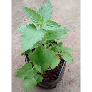 ต้นพันธ์ุแคทนิป Catnip กันชาแมว แมวมีความสุขค่า