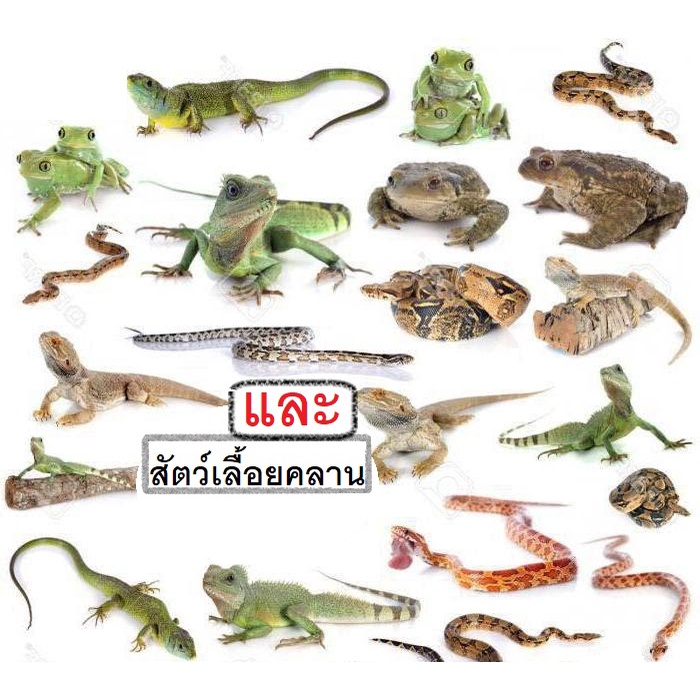 ผงไล่งูตัวเงินตัวทอง 3000กรัม ผสมดินเบา (SS-3) รูปที่ 4