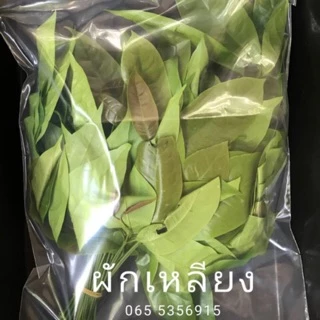 ผักเหลียง ใบเหลียง สด เก็บทุกวันจากสวน น้ำหนัก 500 กรัม