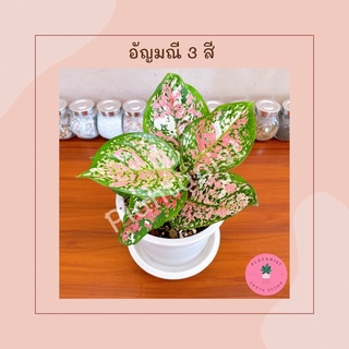 (ลดพิเศษ‼️) อัญมณีด่างสามสี หรืออัญมณีสามกษัตริย์ - Aglaonema ‘tricolour’ 💗💗💗ไม้มาแรง ไม้หายาก💗💗💗