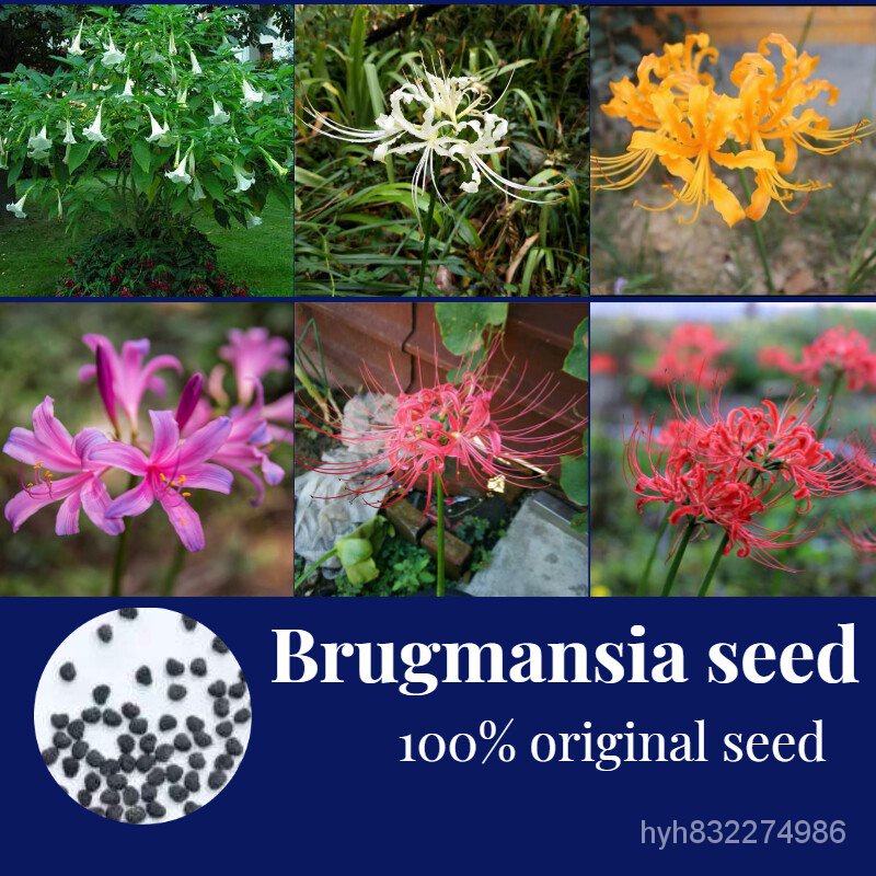 เมล็ดพืชคุณภาพสูง ☘️☘️☘️ปลูกง่ายปลูกได้ทั่วไท ของแท้100% 50เมล็ด/ห่อ Brugmansia seed ต้นบอนสี บอนสีสวยๆ บอลสี บอนดำด่าง