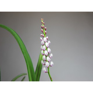 เอื้องจิ๋วช่อยาว 1 ต้น schoenorchis gemmata 1 plant