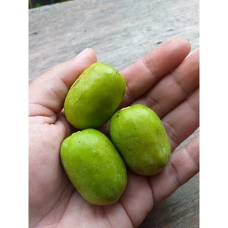 ลูกสมอจีน /ลูกกาน่าดอง (เกลือ) ทำกานาฉ่าย อาหารเจ 500g