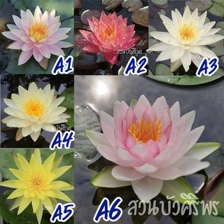 รวมต้นพันธุ์บัวสวยๆ คัดพิเศษจากสวน (พิเศษ 3 ต้นขึ้นไปลด 5%)